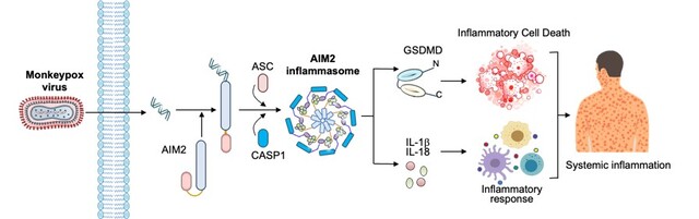 サル痘ウイルスの重症化の鍵となるAIM2タンパク質の発見