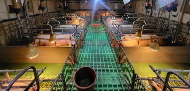 경남도, ‘양돈 인공지능(AI) 번식관리 시스템 구축사업’ 본격 추진