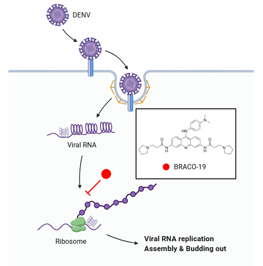 고려대 세종캠퍼스, 뎅기바이러스 RNA 구조 겨냥한 신개념 치료법 제안 - 뉴스 썸네일 이미지