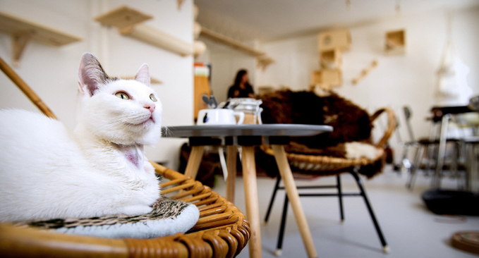 NETHERLANDS-LIFESTYLE-ANIMAL-AMSTERDAM-CAFE