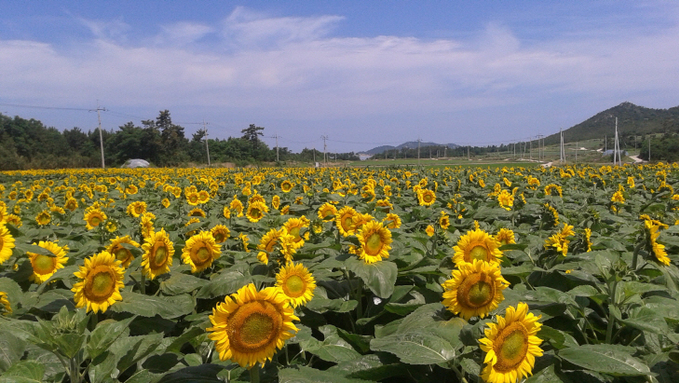 해바라기1