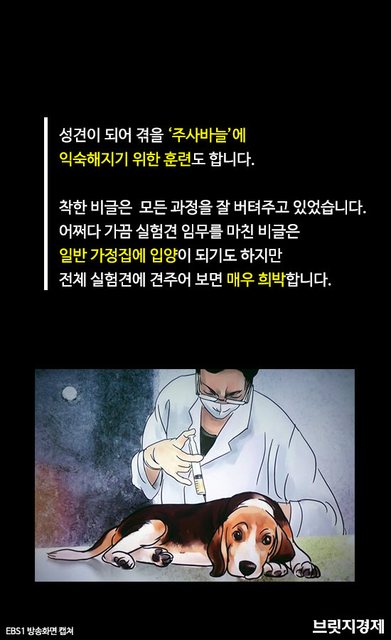 비글8