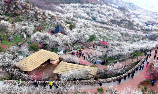 광양 매화축제 시민 아이디어 공모