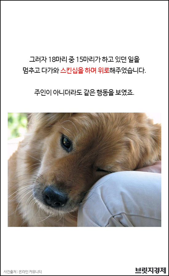 개8