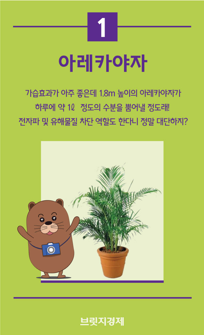 겨울식물-04