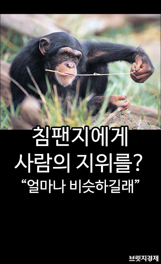 침팬지1