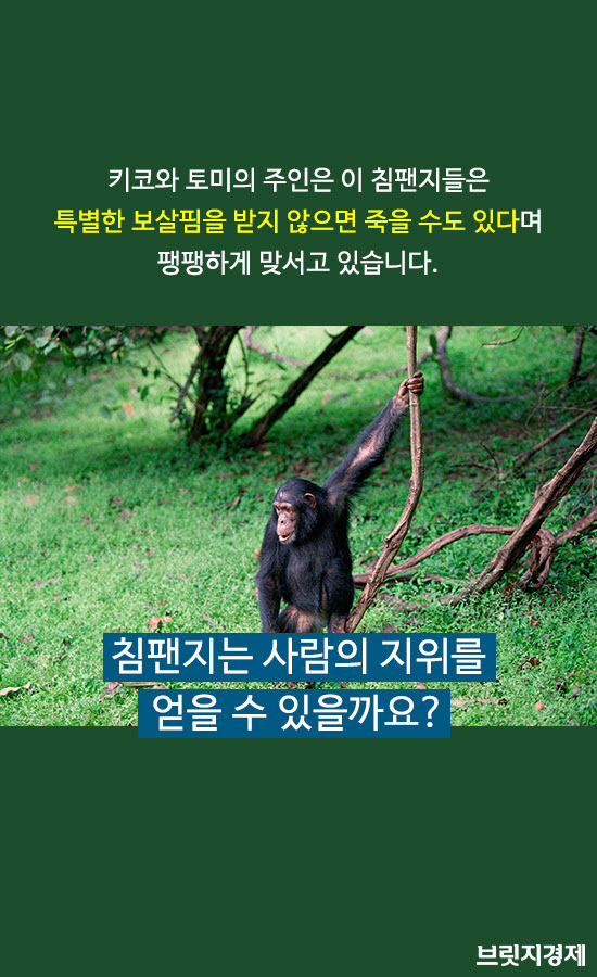 침팬지1