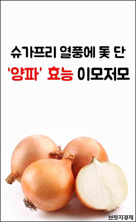 양파1