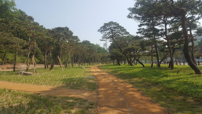 수원시, 노송지대 복원해 시민들에게 개방