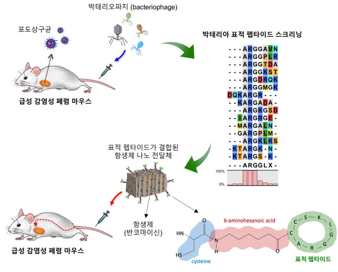 박테리아 표적 나노 약물 전달체 개발 프로세스