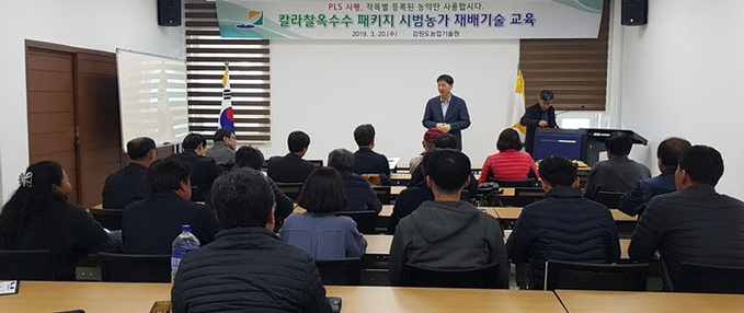 칼라찰옥수수 및 팝콘옥수수 신소득화 추진