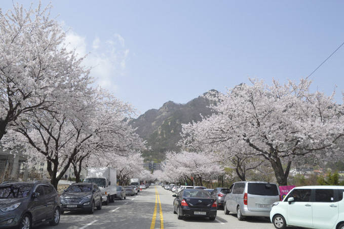 계룡산 동학사 벚꽃 풍경 (자료사진) (2)