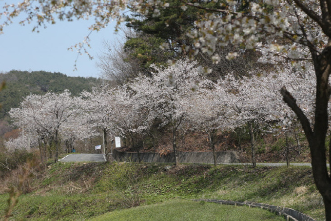 사진(12일) 서천군 판교 심동리에서 즐기는 연분홍 산벚꽃 (1)