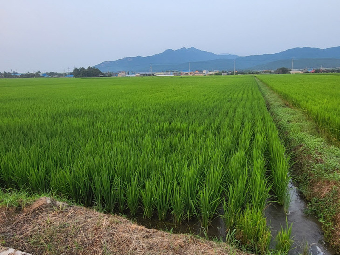 학산면 천해마을 친환경 농지