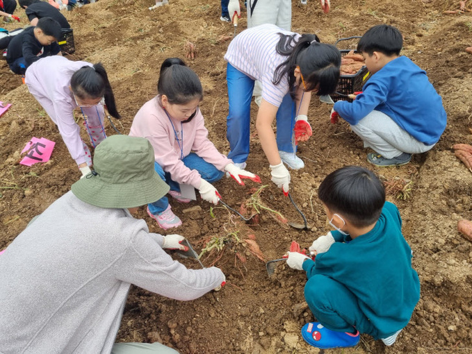 전남대 수확체험, 꼬마농부들이 나섰다 (사진2)