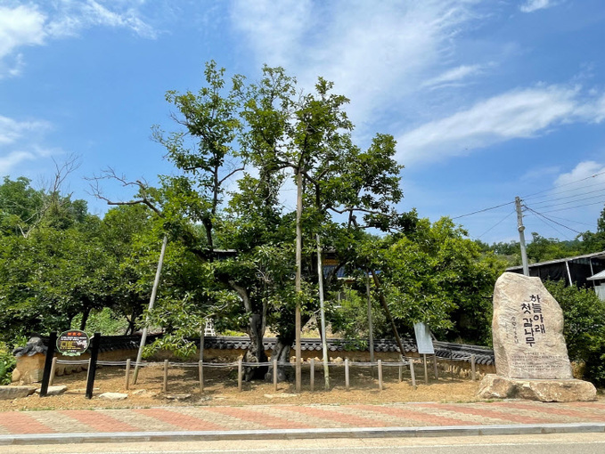 경북 상주 최초 국가 산림문화자산 지정