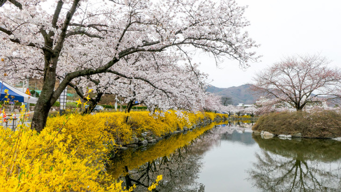 경북 김천교동 ‘연화지 벚꽃’ 관광객 맞이 완료