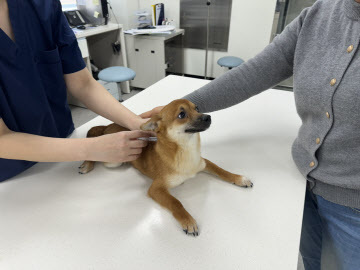 경북 경주시, 4월 한 달간 반려동물 광견병 무료 예방 접종