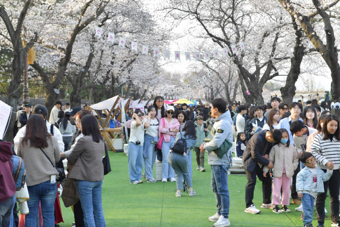 경북 경주 대릉원돌담길 벚꽃축제 14만 명 다녀가 성황리 마무