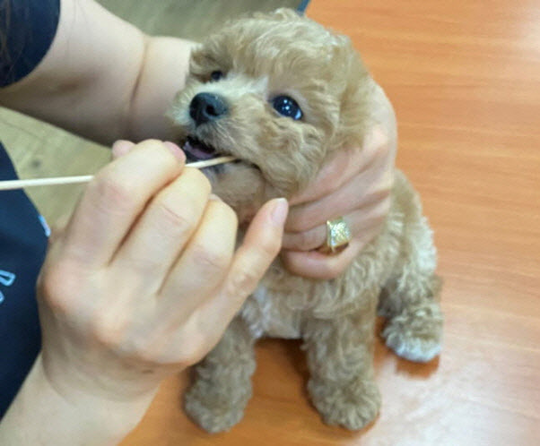거리 개똥 때문에 유럽·미국서 반려견 DNA 검사 의무화... 한국은? - 뉴스 썸네일 이미지