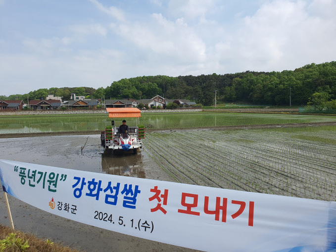 인천강화군, 풍년 예약! 최고품질 강화섬쌀 첫 모내기