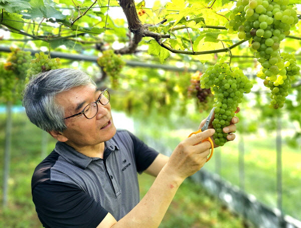 친환경농산물 장성 포도- 김옥성 대표