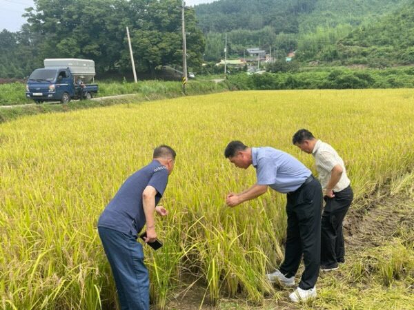 이양면 첫 수확