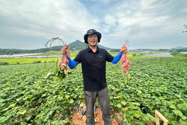 친환경농산물- 영암 고구마